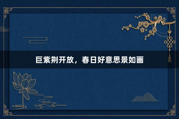 巨紫荆开放，春日好意思景如画